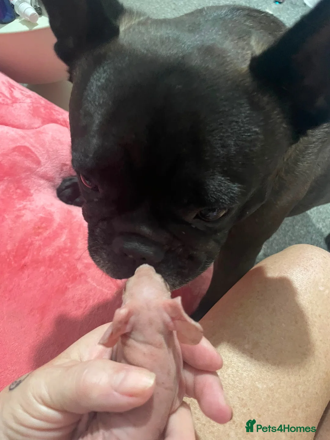 Guinea Pig rodents for sale: Skinny pigs  in Glasgow - Advert 5