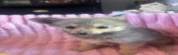 Pomeranian dogs for sale: Pomeranian puppies  - Advert 13