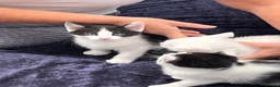 British Shorthair cats for sale: Besutiful British Shorthair Siblings in Carshalton - Advert 6