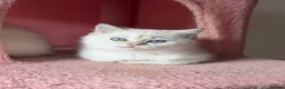 British Longhair cats for sale: WHITE KITTEN COLORPOINT VACCINATED READY FOR HOME - Advert 18