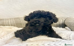 Toy Poodle dogs for sale: Pure Toy poodles -1 boy & 1 girl left  - Image 3