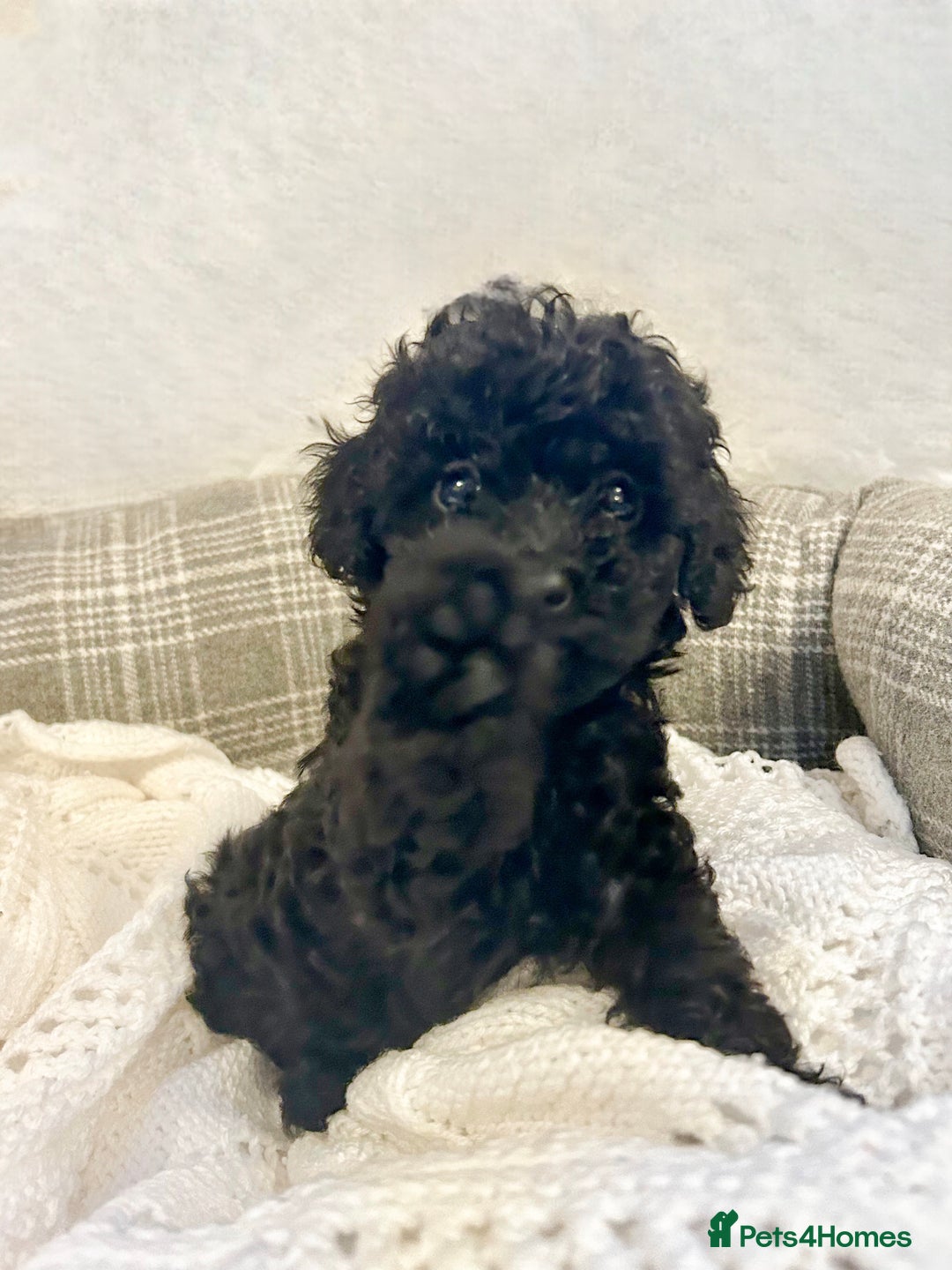 Toy Poodle dogs for sale: Pure Toy poodles -1 boy & 1 girl left  - Image 3