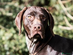 German Shorthaired Pointer dogs for stud: An Amazing Dog with an Outstanding Temperament - Advert 2