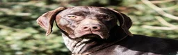 German Shorthaired Pointer dogs for stud: An Amazing Dog with an Outstanding Temperament - Advert 1