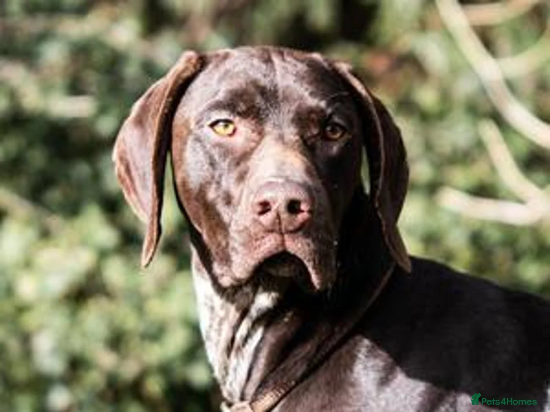 German Shorthaired Pointer dogs for stud: An Amazing Dog with an Outstanding Temperament - Advert 1