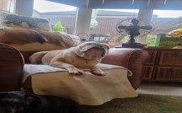 English Bulldog dogs for sale: Bulldog bitch 5 years old - Image 2