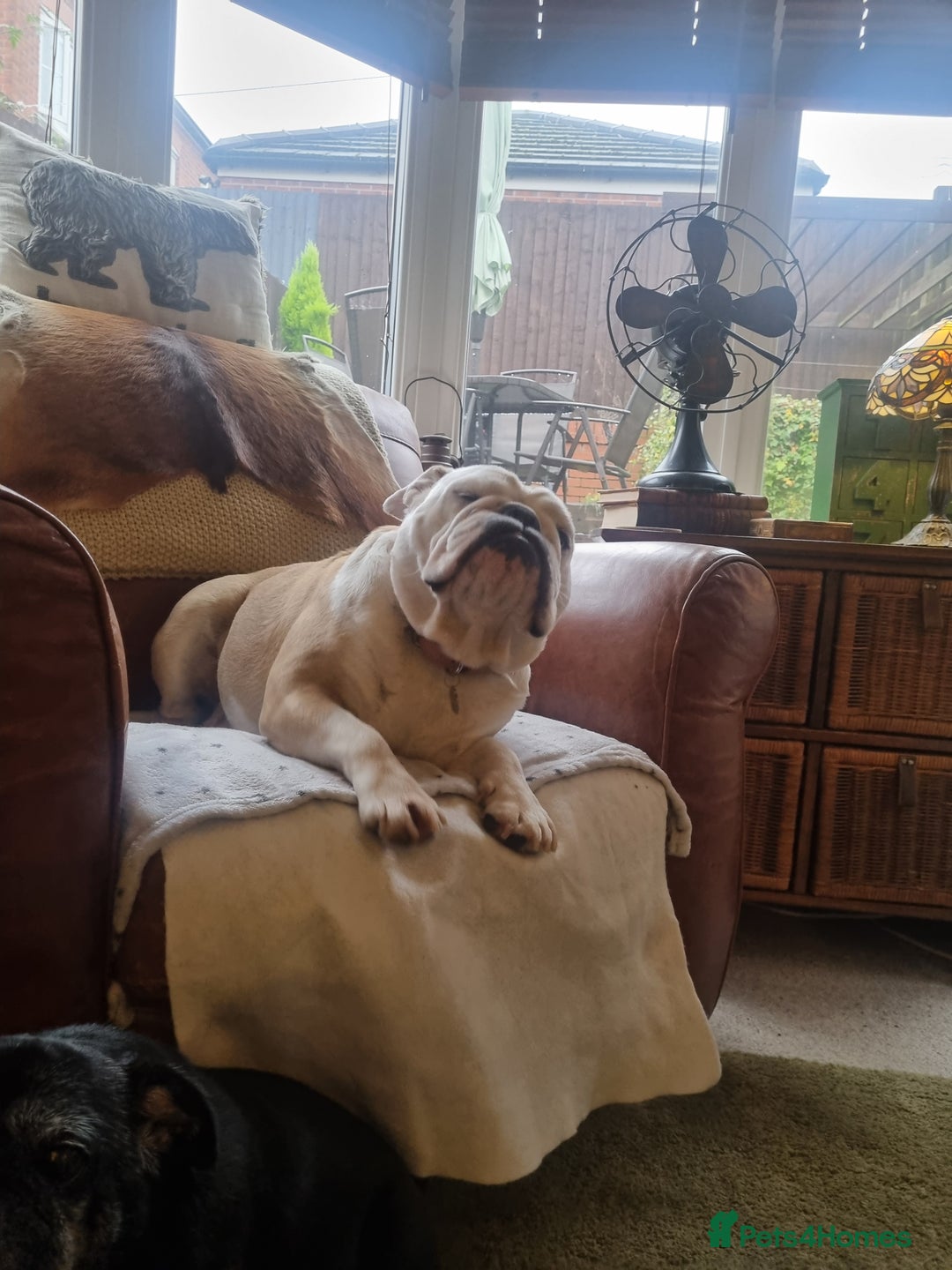 English Bulldog dogs for sale: Bulldog bitch 5 years old - Image 2