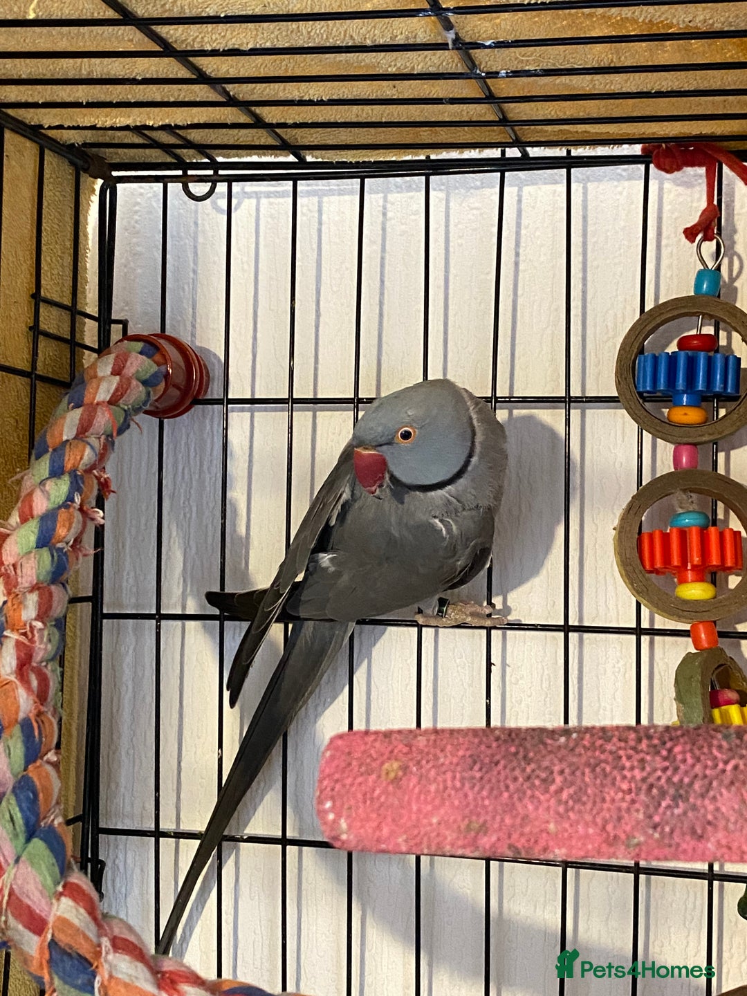 Ringnecks birds for sale: Bailey the grey IRN - Advert 3