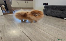 Pomeranian dogs for sale: Stunning KC Pomeranian female 🏆🎖 - Image 5