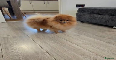 Pomeranian dogs - Advert 9