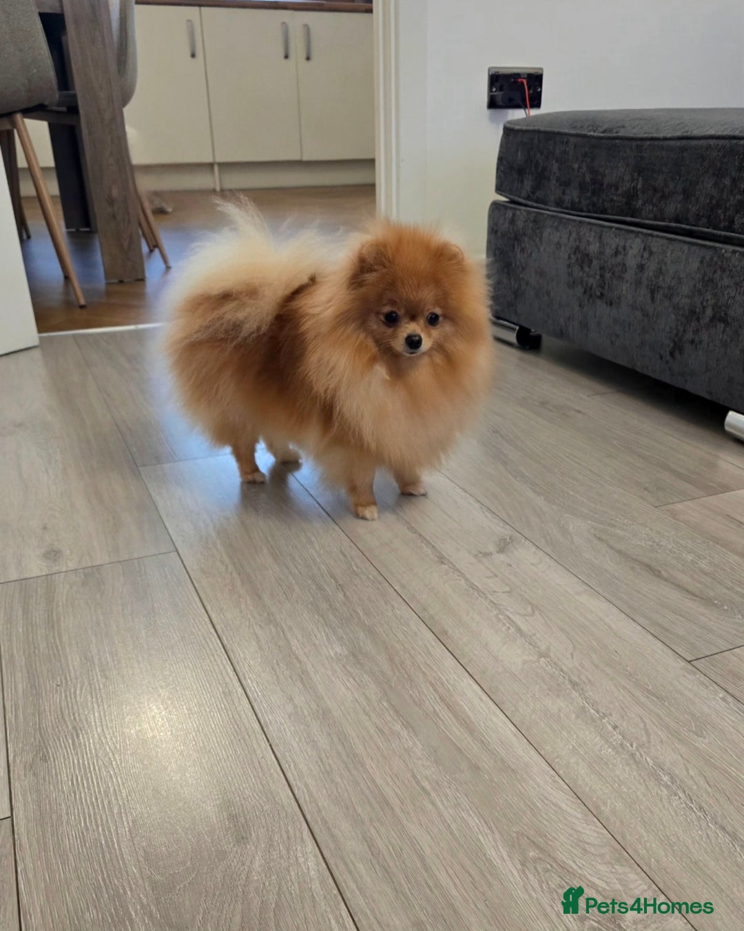 Pomeranian dogs for sale: Stunning KC Pomeranian female 🏆🎖 - Image 5