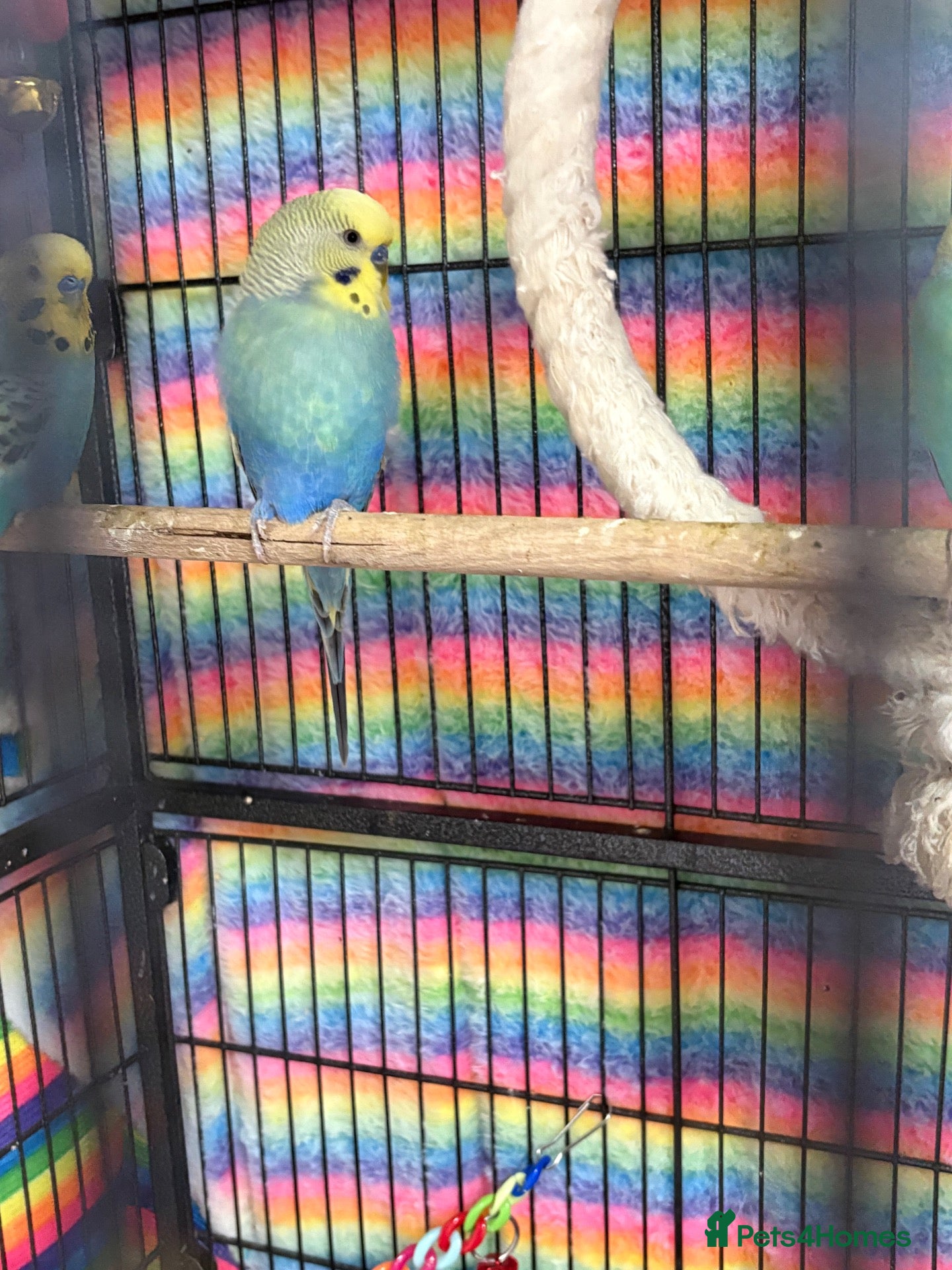 Budgerigars birds Budgies’s for sale - Advert 1