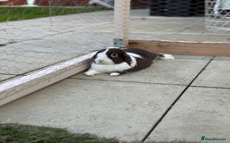 Mini Lop rabbits for sale: Autumn and freddo, bonded mini lops  - Image 9