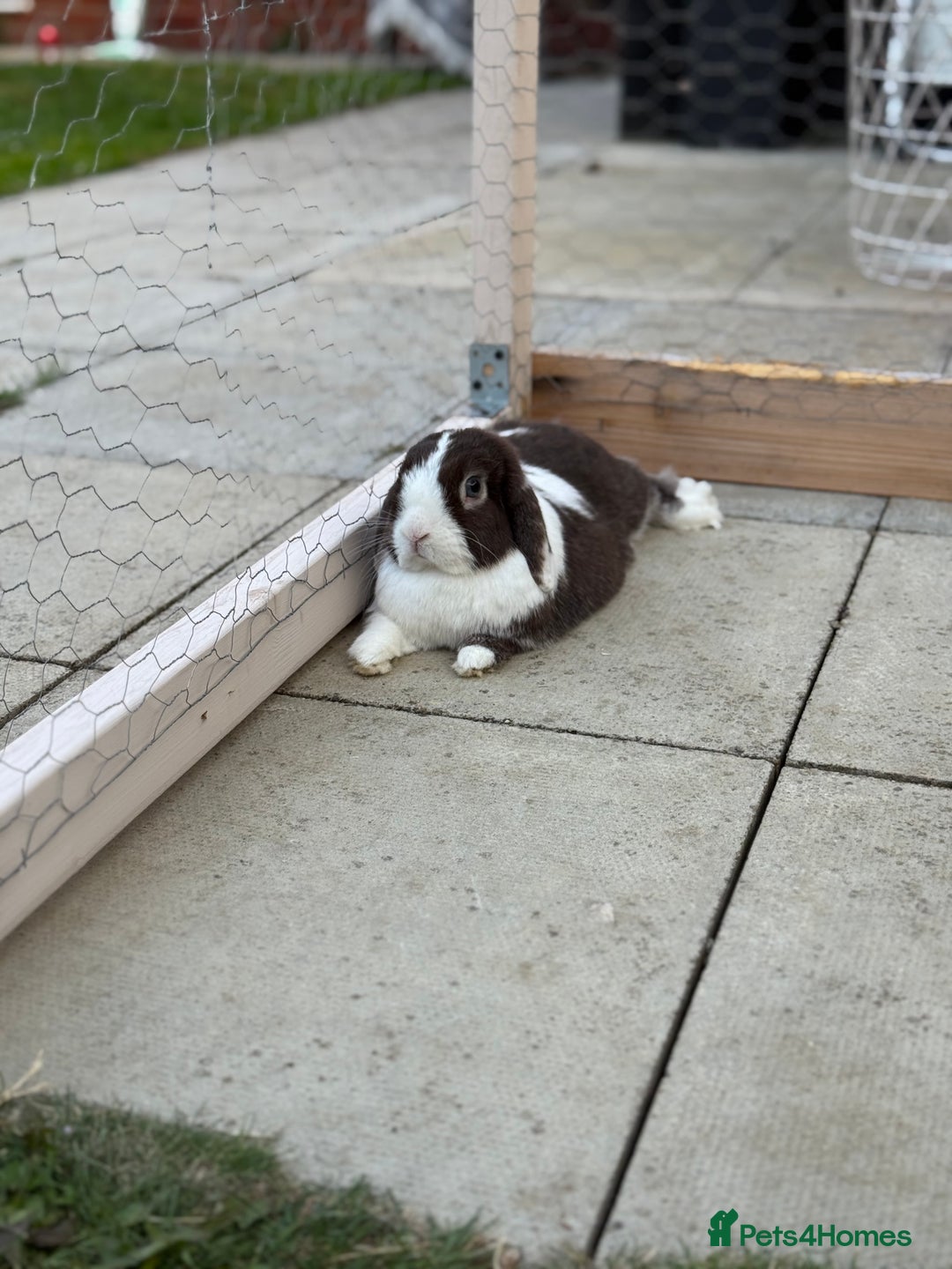 Mini Lop rabbits for sale: Autumn and freddo, bonded mini lops  - Image 9