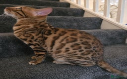 Bengal cats for sale: 🐾 Beautiful Bengal Cat Looking for a New Home 🐾 - Image 2