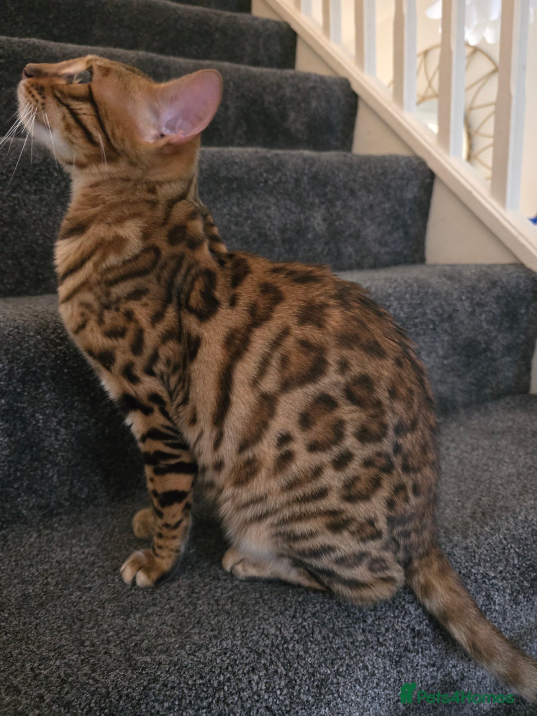 Bengal cats for sale: 🐾 Beautiful Bengal Cat Looking for a New Home 🐾 - Image 2