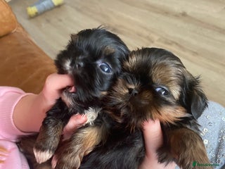 Shih Tzu dogs - Advert 1