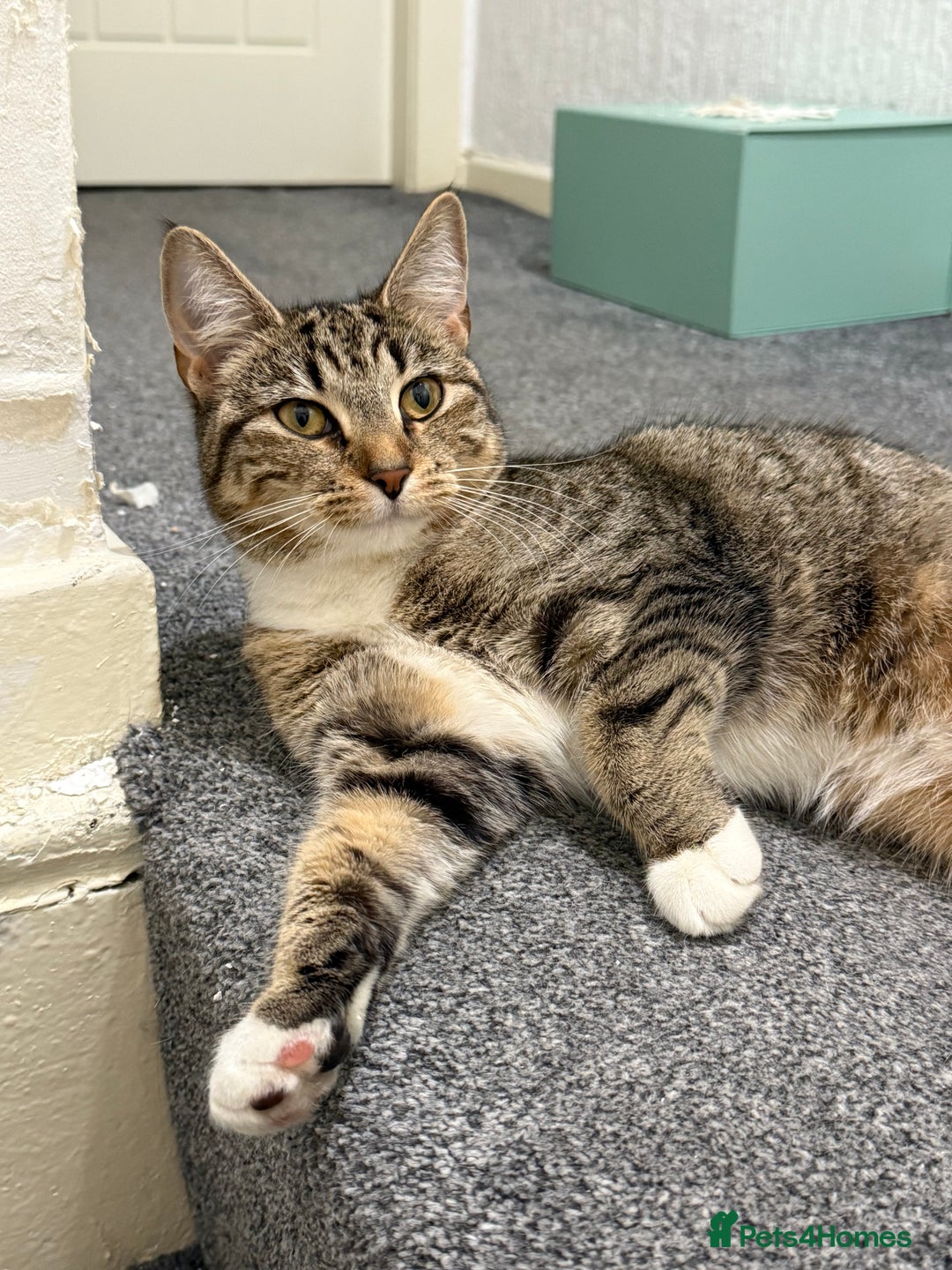 British Shorthair cats for sale: FREE 15 month old kitten  - Advert 1