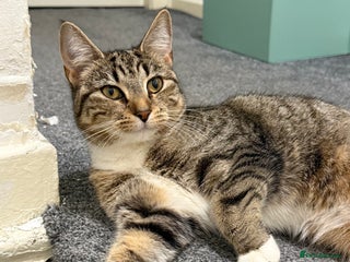 British Shorthair cats FREE 15 month old kitten - Advert 2