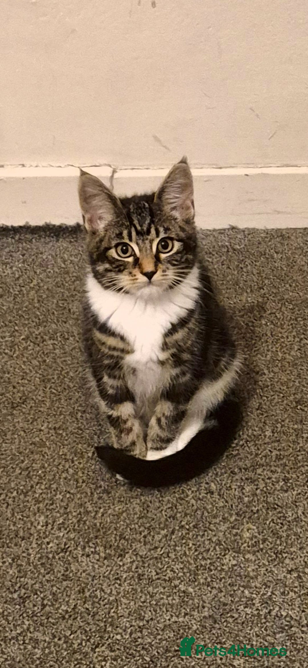 Mixed Breed cats 6-Month-Old Male Cat – Playful & Affectionate - Advert 4