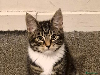 Mixed Breed cats 6-Month-Old Male Cat – Playful & Affectionate - Advert 3