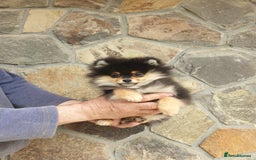 Pomeranian dogs for sale: STANN in Bradford - Image 9