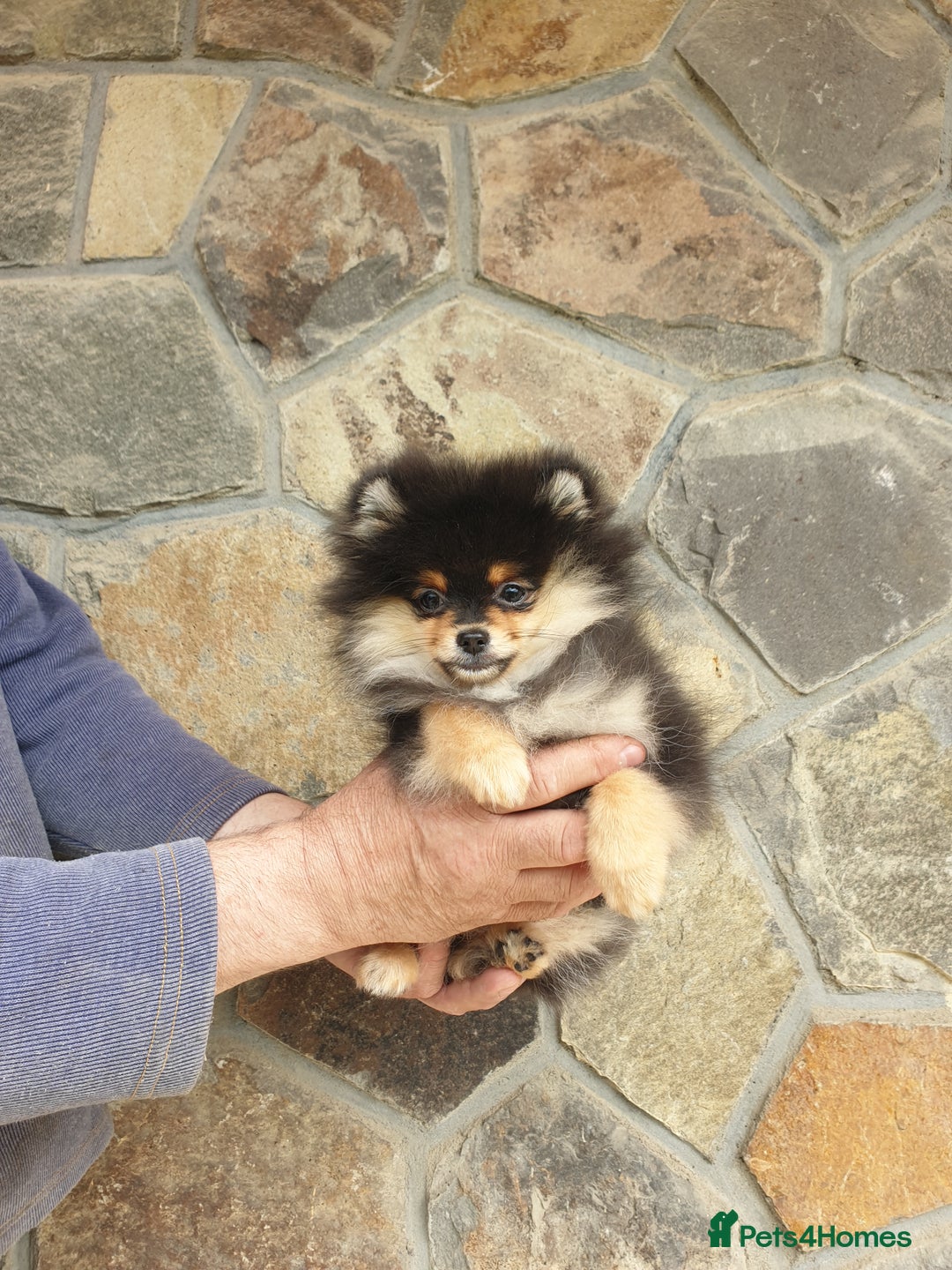 Pomeranian dogs for sale: STANN in Bradford - Image 9