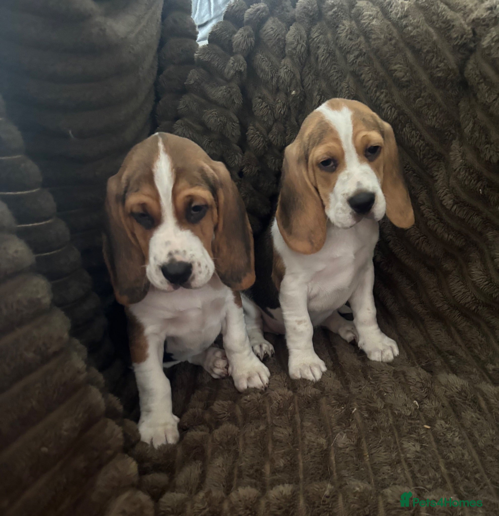 Beagle dogs Stunning Beagles(ready now) - Advert 1