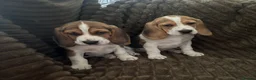Beagle dogs for sale: Beautiful Beagles(ready now) - Advert 3