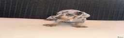 Miniature Dachshund dogs for sale: Miniature Dachshund Puppies - Advert 3