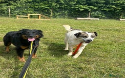 Mixed Breed dogs for adoption: Paige - Norwich Norfolk  - Image 17