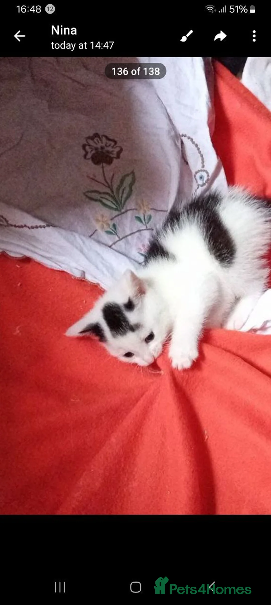 Mixed Breed cats for sale: Kittens are looking for a home  - Advert 2