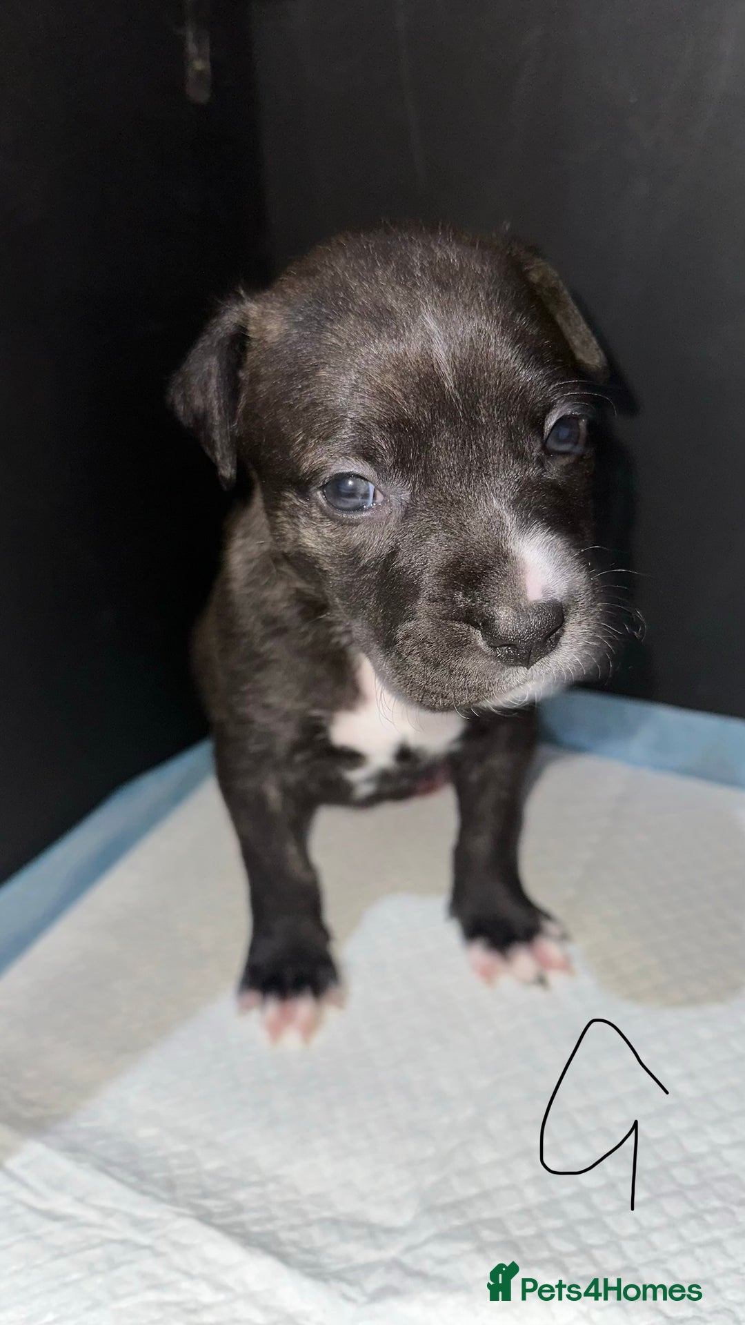 Mixed Breed dogs for sale: Staff x lurcher puppies  - Advert 7