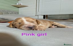 Cockapoo dogs for sale: Stunning f1 Cockapoo puppy's  - Image 11