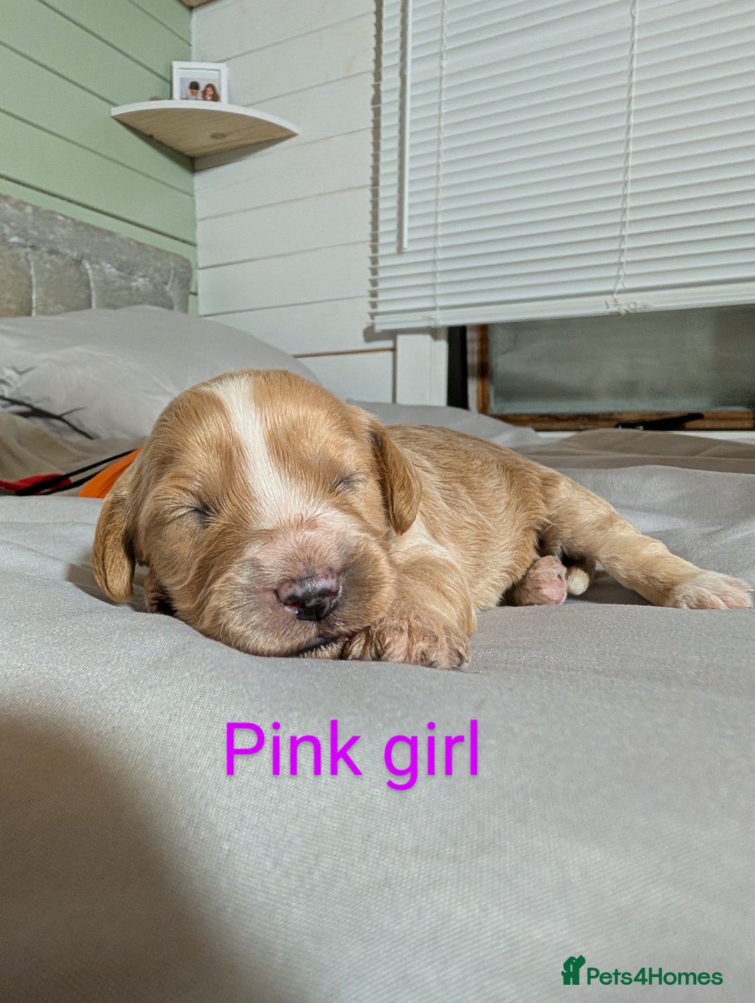 Cockapoo dogs for sale: Stunning f1 Cockapoo puppy's  - Image 11