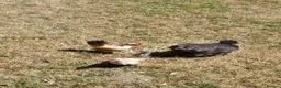 Chickens poultry for sale: Satin Silkie Mum with her 2 serama chicks  - Advert 6