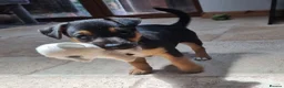 Jack Russell dogs for sale: Jack russel puppies one boy left - Advert 17