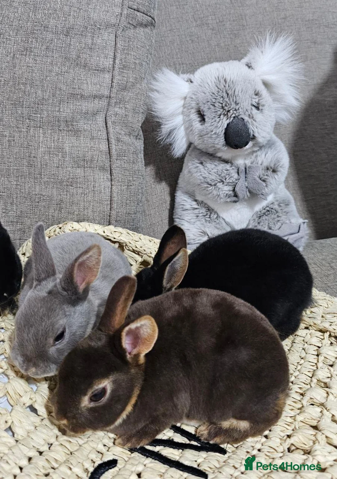 Rex rabbits for sale: Beautiful Purebred Rex Rabbits Babies - Advert 2