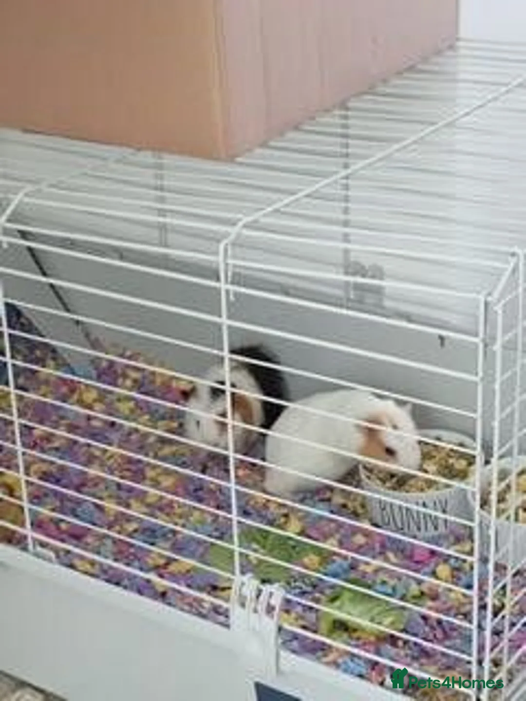 Guinea Pig rodents for sale: 2 male brothers ginnypigs  in Lancaster - Advert 2