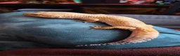 Leopard Gecko reptiles for sale: Leopard Gecko with full setup - Advert 2