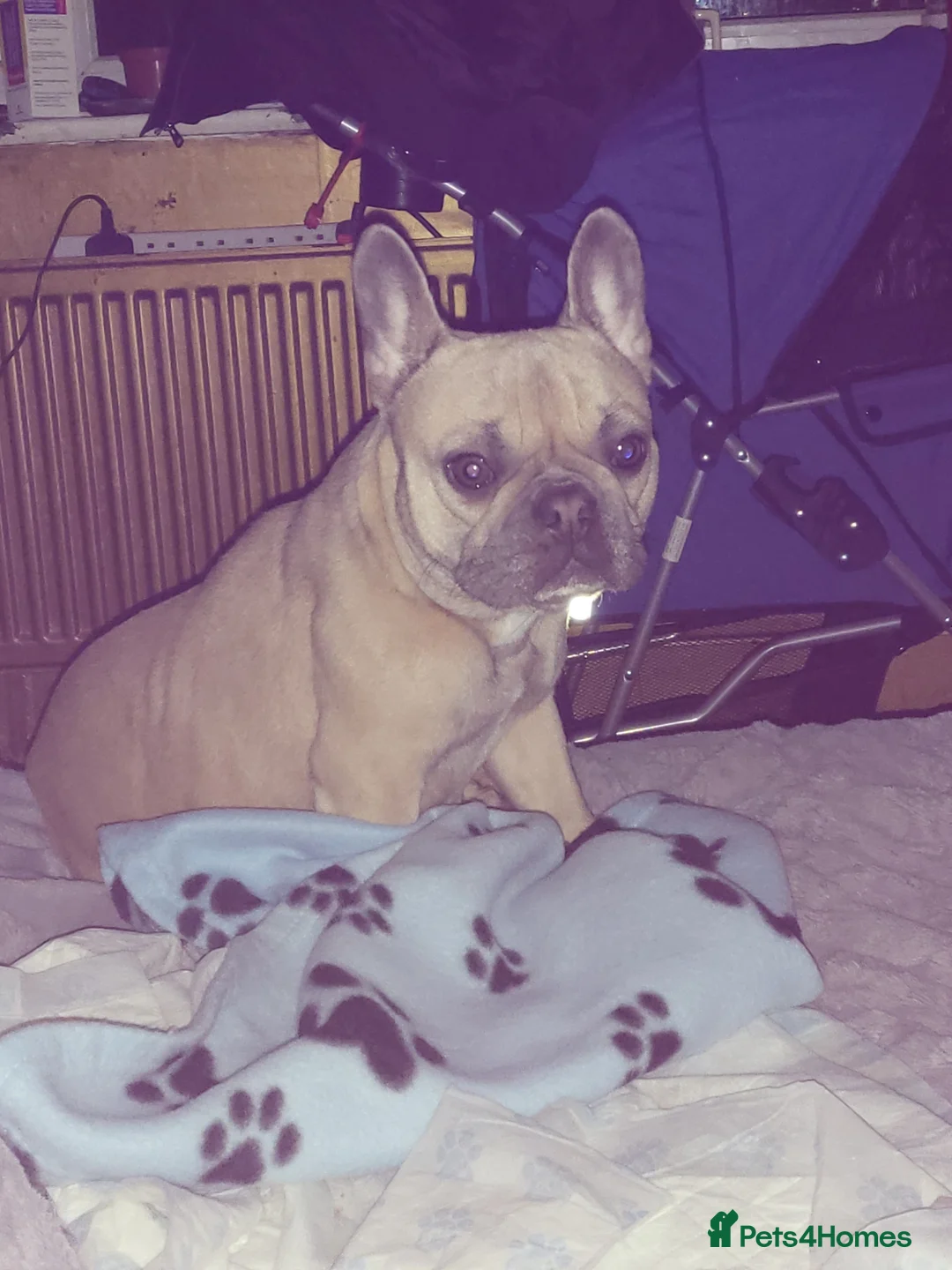 French Bulldog dogs for sale: Blue fawn frenchie baby - Advert 6