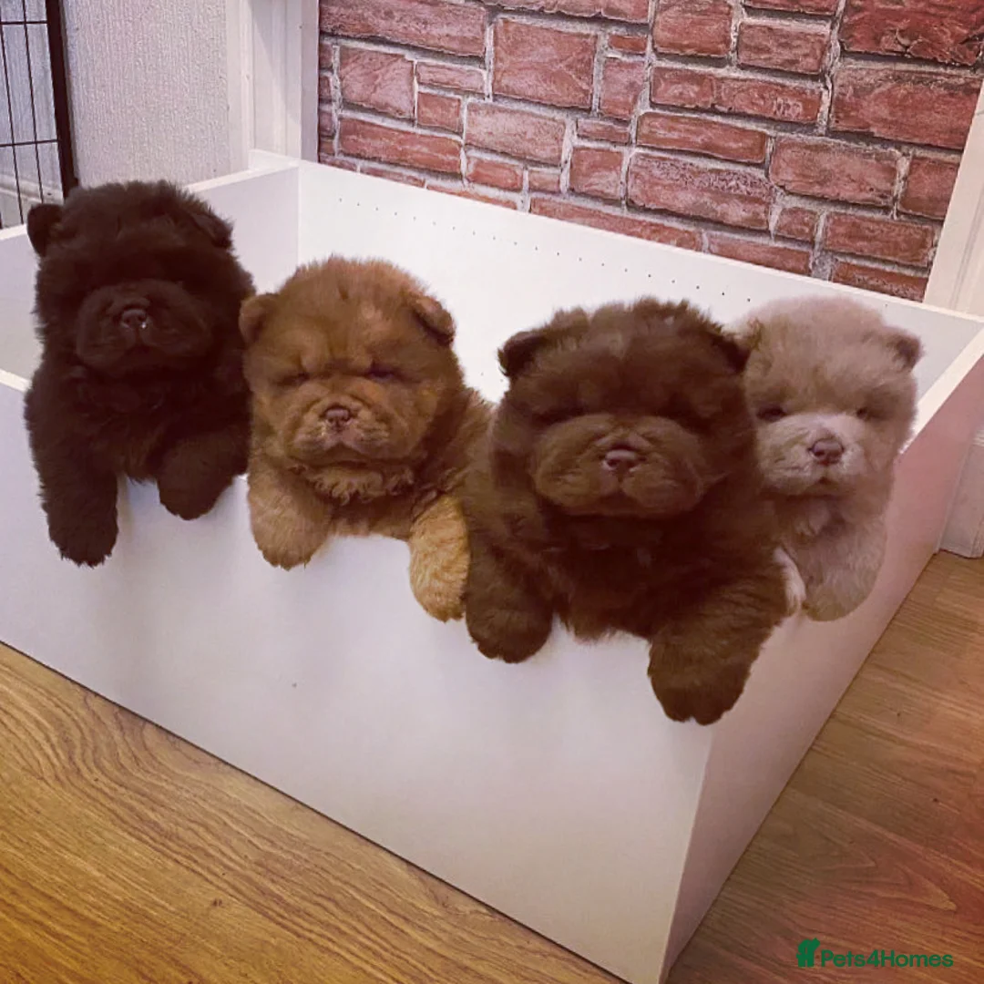 Chow Chow dogs for stud: HERSHEY the famous chocolate carrying blue. in Cheltenham - Advert 17