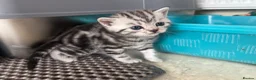 British Shorthair cats for sale: GCCF BSH silver tabby and silver chinchilla girls - Advert 17