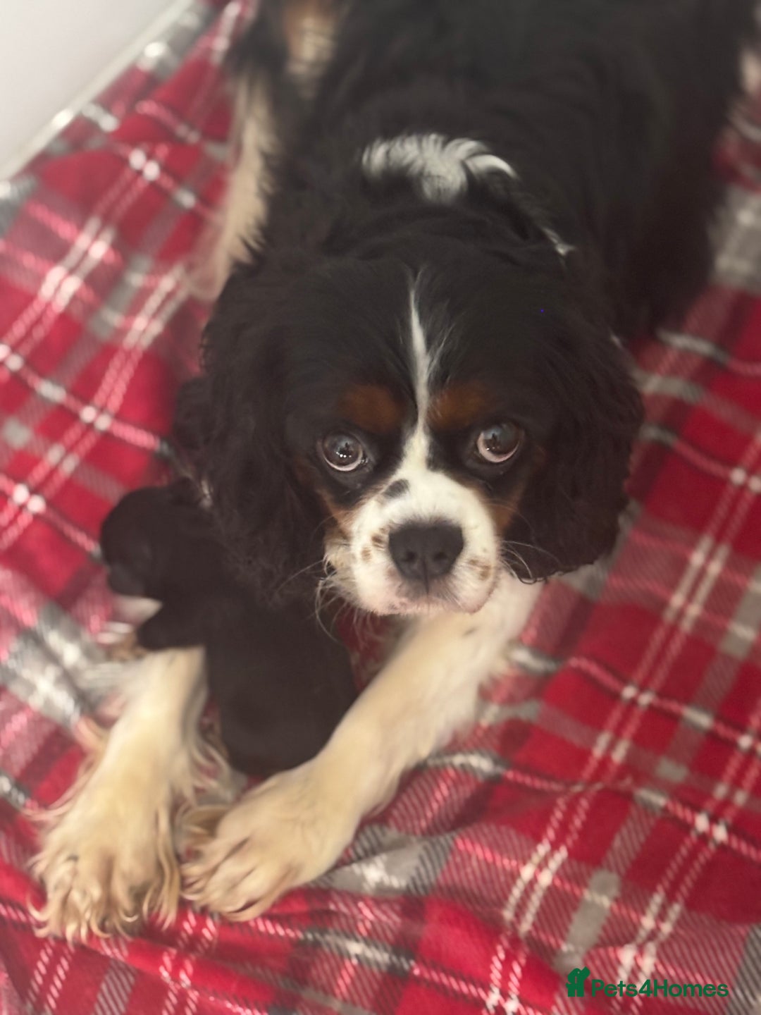 Cavalier King Charles Spaniel dogs for sale: Two beautiful kc boys  - Advert 29