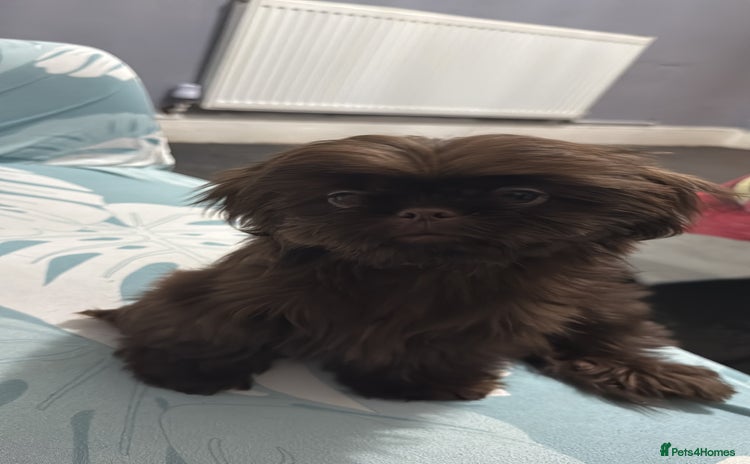 Shih Tzu dogs - Advert 1