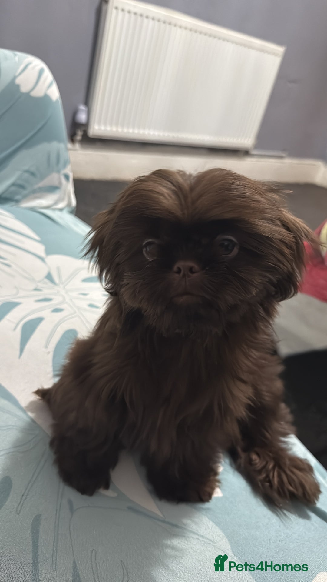 Shih Tzu dogs for sale: Beautiful Imperial Shih Tzu Puppy – Brown Female - Image 1