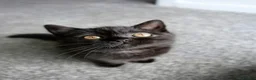 British Shorthair cats for sale: GCCF registered Black British Shorthair Kitten - Advert 2