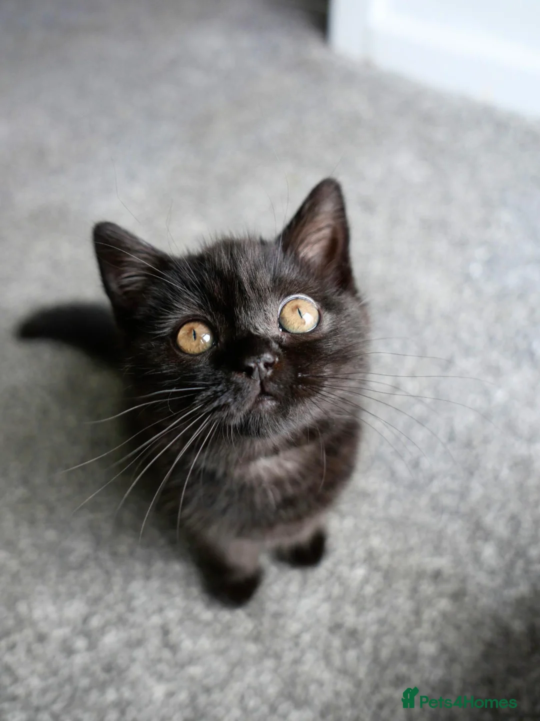 British Shorthair cats for sale: GCCF registered Black British Shorthair Kitten - Advert 2