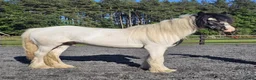 Irish Cob horses for sale: Summer project  - Advert 7