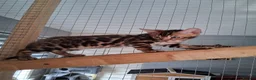 Bengal cats for sale: Bengal Kittens  - Advert 12